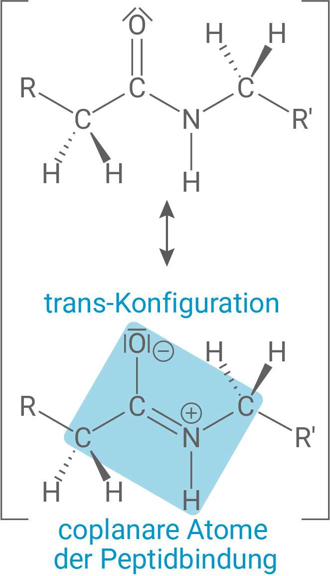 Diagramm zur trans-Konfiguration und den coplanaren Atomen der Peptidbindung in Molekülen.